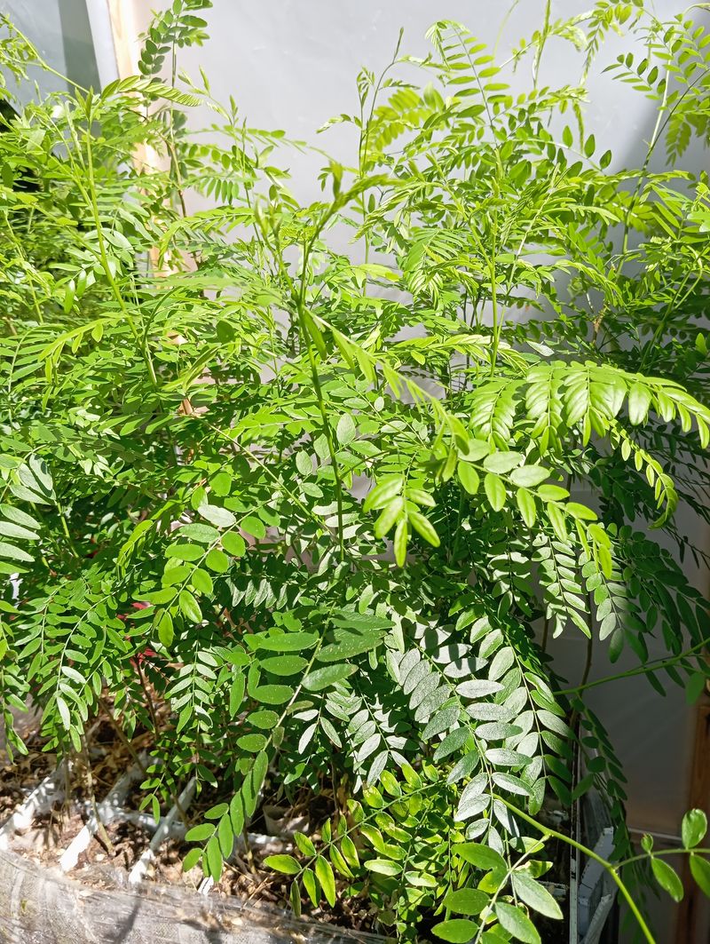 Gleditsia triacanthos